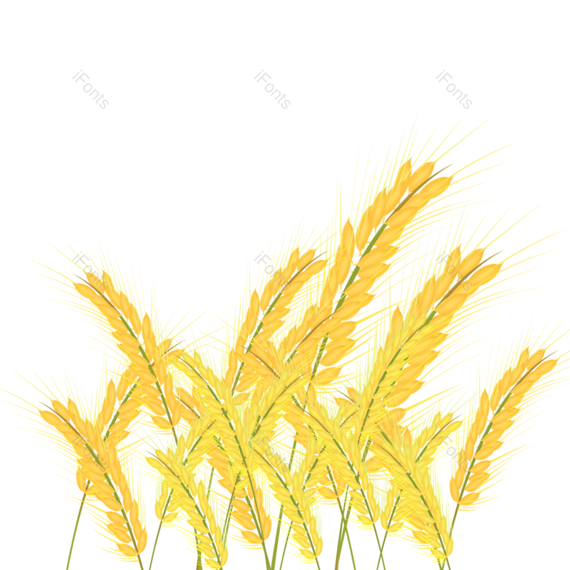 芒种图片,小满元素,秋天PNG,丰收免抠素材